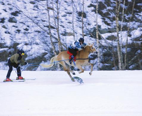 landesmeisterschaft-schlittenfahren-skijoering-01